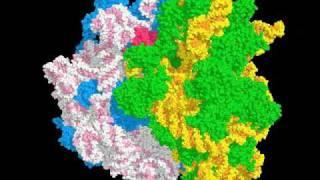 Rotation of a complex of the 70S Ribosome in complex with three tRNAs