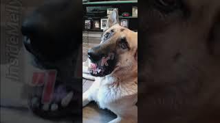 Funny Dog Says "I love you" #doglover #dogshorts #doglife #dog