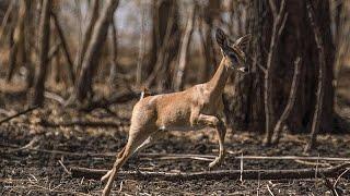 Rangers battle human encroachment in Sudan's biggest park