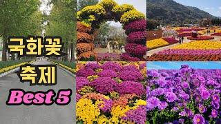 국화꽃 축제 베스트5/국화꽃명소 5곳/Flower Festival/Koreabeautifulplaces/