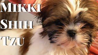 Mikki the Shih Tzu Puppy! Early Morning Routine