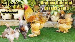 Fancy Hens Setup in Pakistan ||Brahma Hens & Chicks Setup in karachi ||B4BIRDS