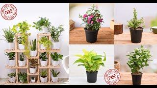 Want to start Indoor Garden? Get 5 Free Plants Today.