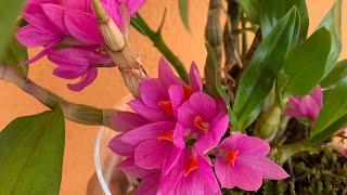 Дендробиум Хибики, уход. Орхидеи в доме.