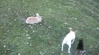 Rabbits Attack Chihuahua