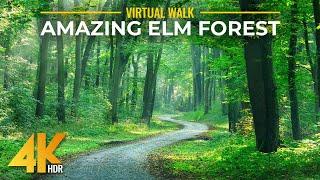 4K HDR Relaxing Walk in the Woods - Sunny Day in Elm Forest + Nature Sounds & Gentle Piano Music