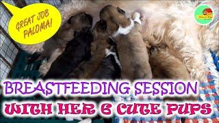 ASMR: Mama Dog (Paloma) Breastfeeding Session