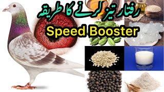 Speed Booster formula for Racing Pigeons | Racer Pigeon