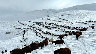 THE STRUGGLE TO FIND HERB IN THE SNOWY MOUNTAINS | HUNGER AND WINTER