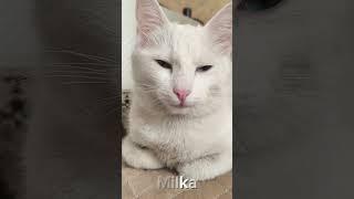 Milka cat.#cat #fyp #animals #lovecats #cuteanimals #beautycat #milkacat #mycat