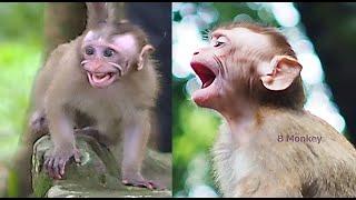 Remarkable Compilation Video Of Abandoned Tiny Baby Monkey Candy Starting A new Life [ Life Doc ]