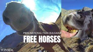 Парк Пирин, Коне.  Mountains Free Horses Pirin Park Bulgaria