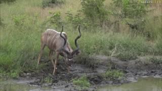 Big male kudu gets down and dirty in African mud!