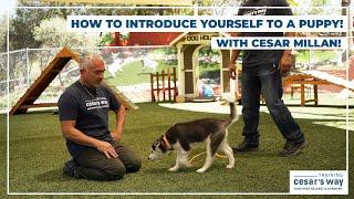 HOW TO INTRODUCE YOURSELF TO A PUPPY | DOG TIPS