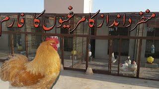 visit roof top poultry setup || Adil bhai k setup ka visit ||