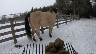 how to prevent poop from freezing to the ground