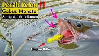 Rekor Terbesar!! CASTING IKAN GABUS SANGAT BESAR PAKAI UMPAN SOFTFROG SAMPAI BIKIN KEWALAHAN