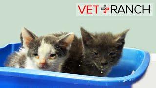 Sick Kittens DUMPED on Dr. Dave's Doorstep!