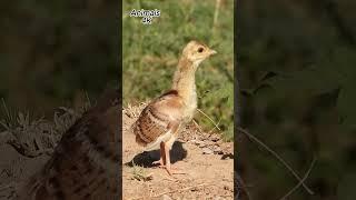 baby Peacock sound  #birds  #peacocksound