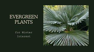 Tropical Gardens U.K.  Evergreen plants for Autumn and winter interest