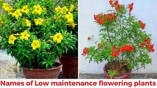 Super hardy permanent flowering plants for every garden | कम देखभाल में चलने वाले फूलों वाले पौधे