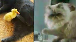 Ozzy Man Reviews: Cats Being Dodgy