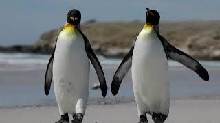 Melhores videos de PINGUINS. Muito Cute, cute. Filhotes de pinguim também.