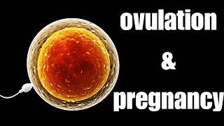 What is ovulation & pregnancy