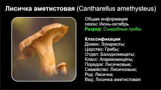 Лисичка аметистовая (Cantharellus amethysteus)