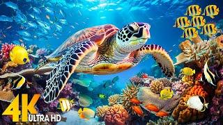 Under Red Sea 4K - Beautiful Coral Reef Fish in Aquarium, Sleep Meditation Music - 4K Video UHD #5