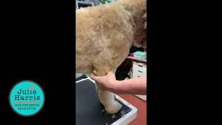 Handling to clip a dog's armpit