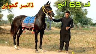 Big hight horses:dancer horse:chak 175 jb jhang