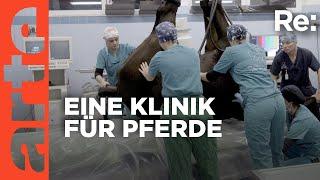 Patient Pferd im OP | ARTE Re: