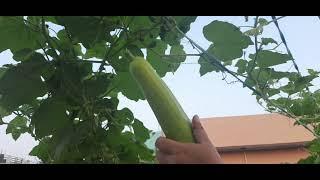 Harvesting Fresh Organic Vegetables From Rooftop Vegetables Garden || My Organic Kitchen Garden Vlog