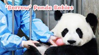 How To 'Borrow' Panda Babies From Their Moms | iPanda