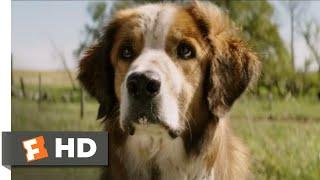 A Dog's Purpose (2017) - I Found You! Scene (8/10) | Movieclips