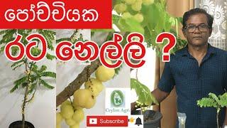 Indian Gooseberry | පෝච්චියක රට නෙල්ලි ගහක් හදා ගන්න පුළුවන්ද? | Ceylon Agri | Episode 24