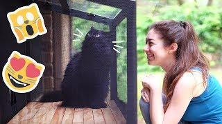 We built a patio for our cat… a CATIO!