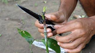 Cleft Grafting Mango Tree, You Must Try This Method.