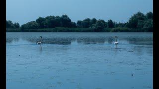 Exploring the Mystical Danube Delta: Nature's Hidden Oasis