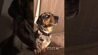 DOG TALKS BACK TO OWNER *ORIGINAL*