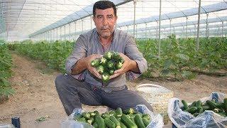 Günlük 3 ton salatalık hasat ediyor