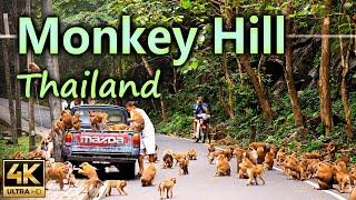 Monkey Hill in Phuket a famous monkey spot with funny Monkeys / Thailand / 4K