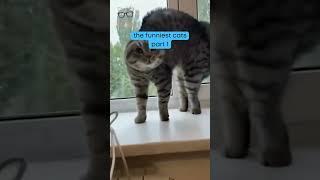 Feline Funnies: The Funniest Cats Compilation Part 1 