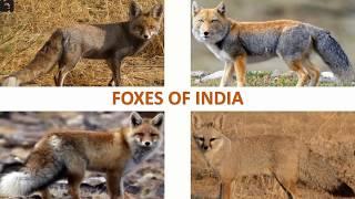 Foxes of India   | Mammals | Indian Animals