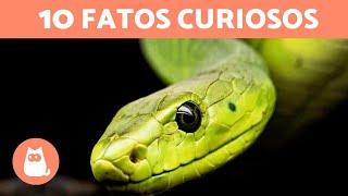 10 CURIOSIDADES sobre COBRAS que você não sabia 