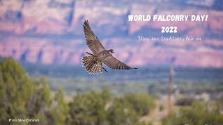 World Falconry Day! Falconry is a journey through lived experiences.