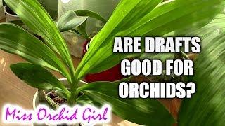 Q&A - Can drafts harm orchids?