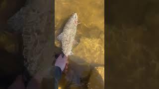 MONSTER COLORADO RAINBOW TROUT!! #blowthisup #viral #fishing #colorado #fishingshorts #shorts #video