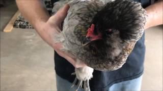 How To Check Chickens for Mites & Lice